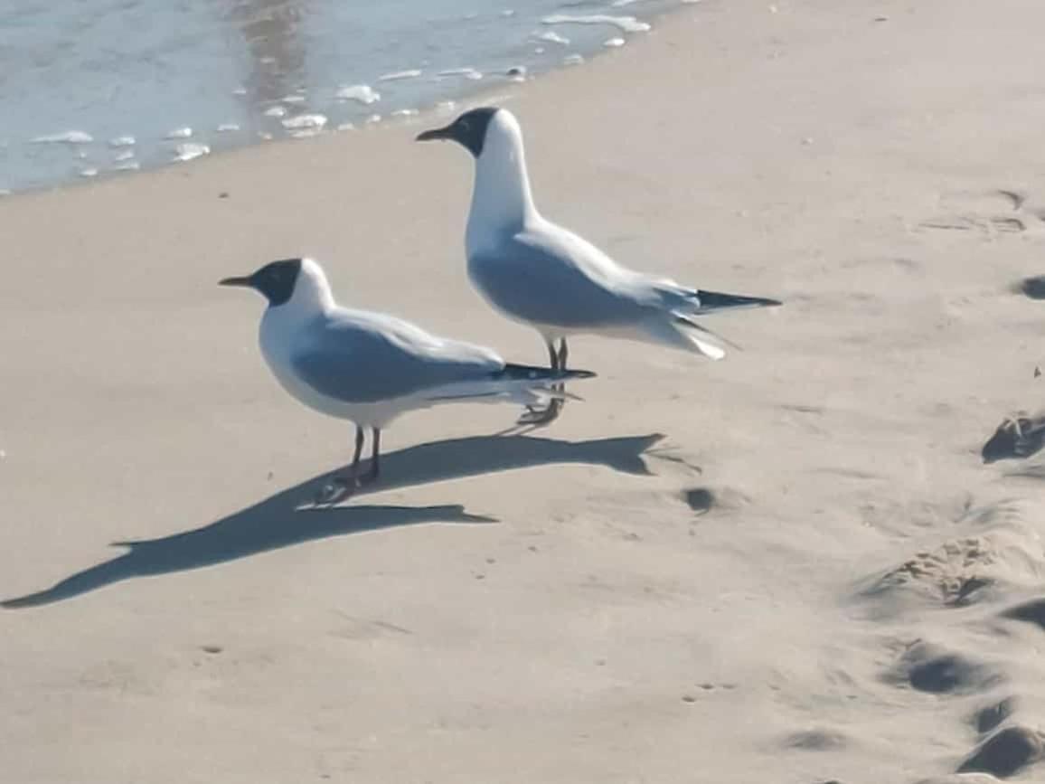 Ostseewind - In Der Strandstrasse-Fuehrt Zur Seebruecke Ostseebad Kühlungsborn Exterior foto