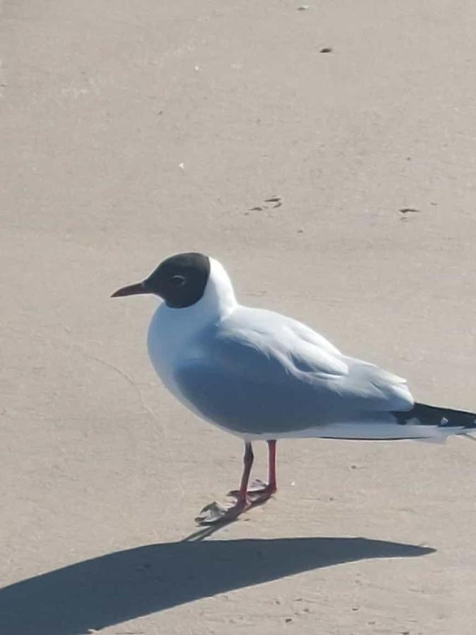 Ostseewind - In Der Strandstrasse-Fuehrt Zur Seebruecke Ostseebad Kühlungsborn Exterior foto